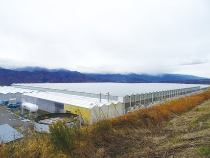 有限会社 アグリマインド明野菜園様 サムネイル画像